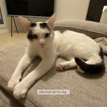 Photo 1/1 Chat retrouvé Perdu à Carrieres sous poissy