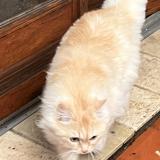 Photo de chat perdu à Ferrieres Les Verreries