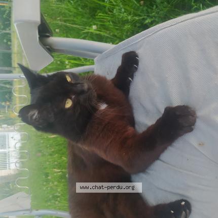 Photo 1/1 Chat retrouvé Perdu à Trainou