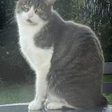 Photo de chat perdu à St Denis En Val