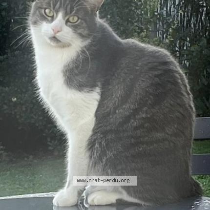 Photo 1/1 Chat retrouvé Perdu à St denis en val