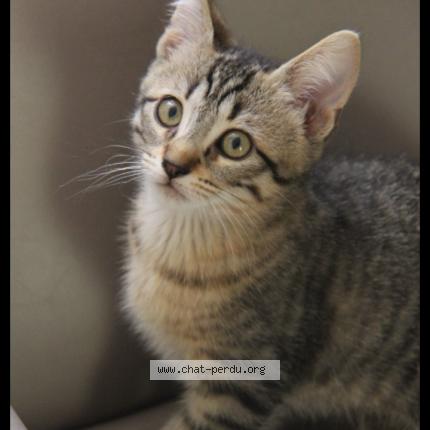 Photo 1/1 Chat retrouvé Perdu à Cannes