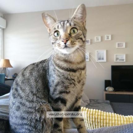 Photo 1/1 Chat retrouvé Perdu à Villeneuve d ascq