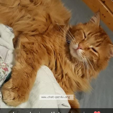 Photo 1/1 Chat retrouvé Perdu à Branges