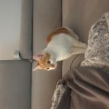 Photo de chat perdu à Francheleins