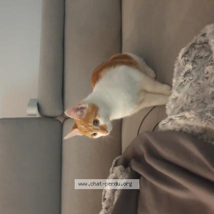 Photo 1/1 Chat retrouvé Perdu à Francheleins