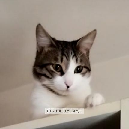 Photo de chat perdu à Fresnes