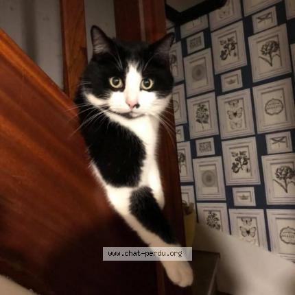 Photo 1/1 Chat retrouvé Perdu à Le mans