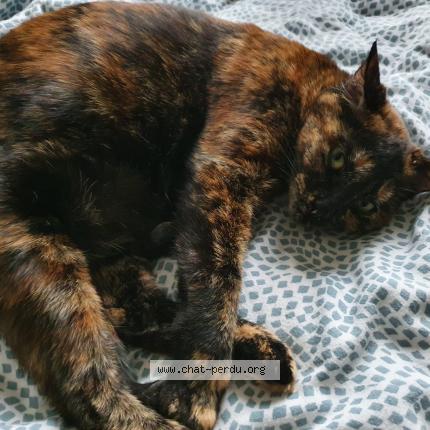 Photo de chat perdu à Jouy Le Moutier