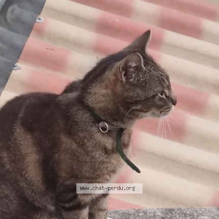 Chat Trouve A Marseille Chat Perdu France