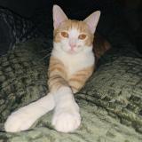 Photo de chat perdu à Saint Just D Ardeche