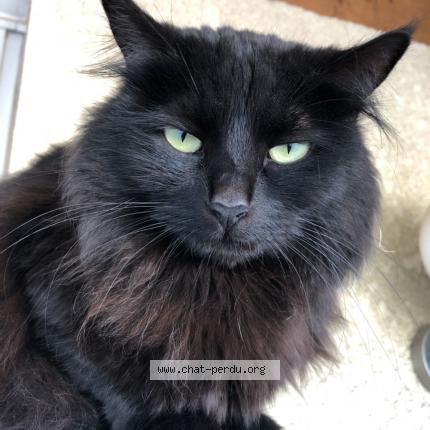 Photo 1/1 Chat retrouvé Perdu à Brignoles