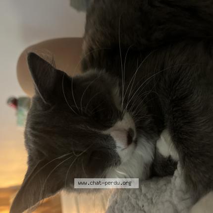 Photo 1/1 Chat retrouvé Perdu à Orleans