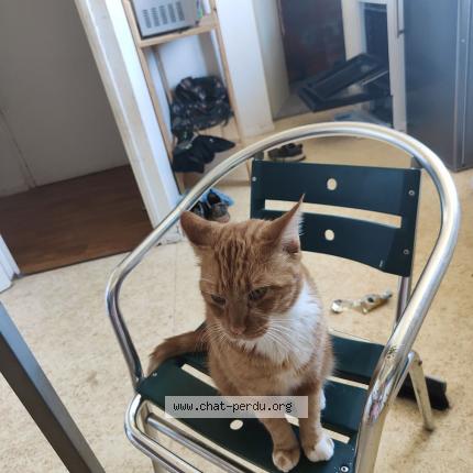 Photo 1/1 Chat retrouvé Perdu à Plaisance du touch