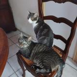 Photo de chat perdu à Saint Samson La Poterie