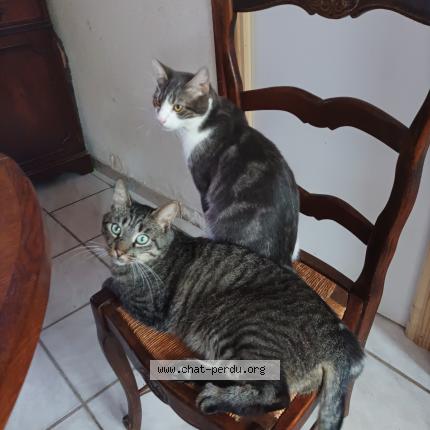 Photo 1/1 Chat retrouvé Perdu à Saint samson la poterie