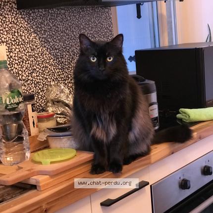 Photo de chat perdu à Angouleme