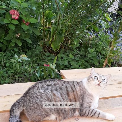 Photo 1/1 Chat retrouvé Perdu à Bordeaux