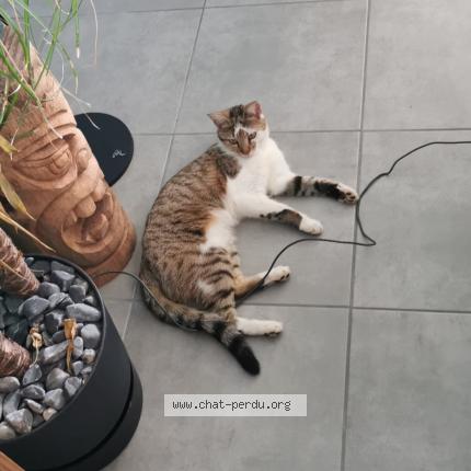 Photo 1/1 Chat retrouvé Perdu à Torigni sur vire