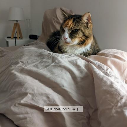 Photo 1/1 Chat retrouvé Perdu à Tours