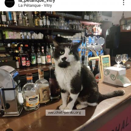 Photo de chat perdu à Vitry Sur Seine