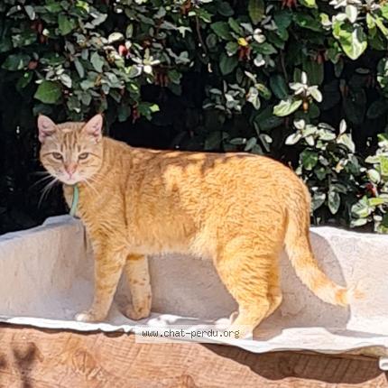 Photo de chat perdu à Toulouse