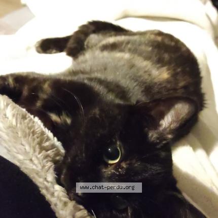 Photo de chat perdu à Font94120enay Sous Bois Code Pos