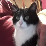 Photo de chat perdu à Haute Rivoire