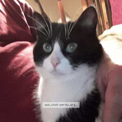 Photo 1/1 Chat retrouvé Perdu à Haute rivoire