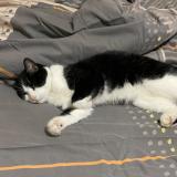 Photo de chat perdu à Ludres