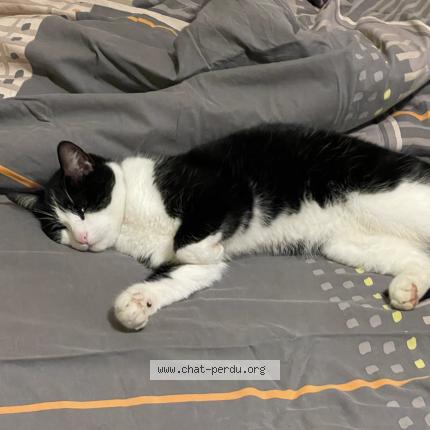 Photo de chat perdu à Ludres