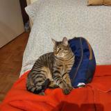 Photo de chat perdu à Ivry Sur Seine