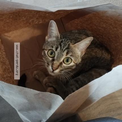 Manouche Chat Perdu A Toulouse Chat Perdu France Manouche Chat Perdu A Toulouse Chat Perdu France