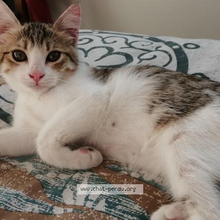 Photo de chat perdu à Launaguet