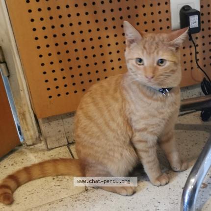 Photo 1/1 Chat retrouvé Perdu à Agen