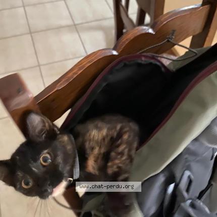 Photo 1/1 Chat retrouvé Perdu à Sainte Maure De Touraine