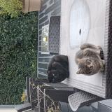 Photo de chat trouvé à Le Plessis Mace