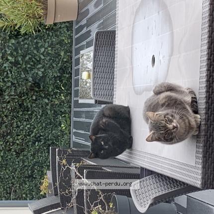 Photo 1/1 Chat retrouvé Trouvé à Le plessis mace