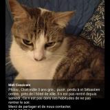 Photo de chat perdu à St Sebastien Sur Loire