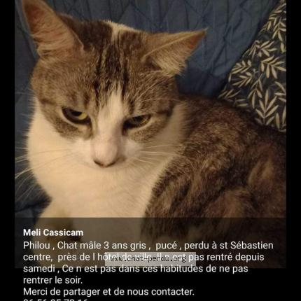Photo 1/1 Chat retrouvé Perdu à St sebastien sur loire