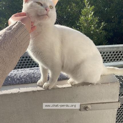 Photo de chat perdu à Foulayronne