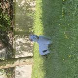 Photo de chat perdu à Puteaux