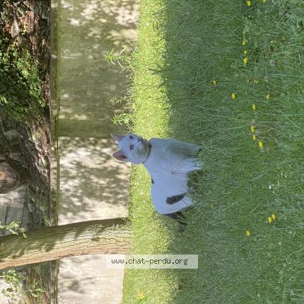 Photo 1/1 Chat retrouvé Perdu à Puteaux