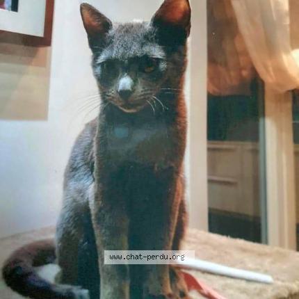 Photo 1/1 Chat retrouvé Perdu à Premanon