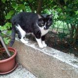 Photo de chat perdu à Argenteuil