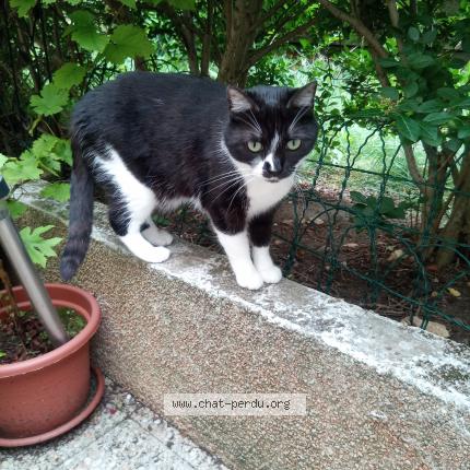 Photo 1/1 Chat retrouvé Perdu à Argenteuil