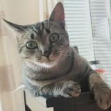 Photo de chat perdu à Voisins Le Bretonneux