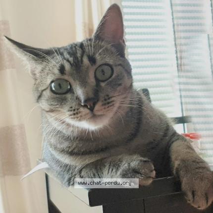 Photo 1/1 Chat retrouvé Perdu à Voisins le bretonneux