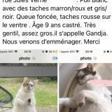 Photo de chat perdu à Villenave D Ornon