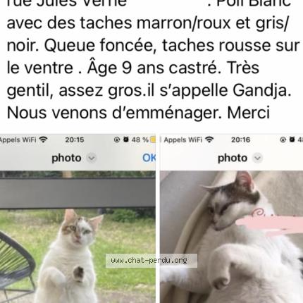 Photo 1/1 Chat retrouvé Perdu à Villenave d ornon